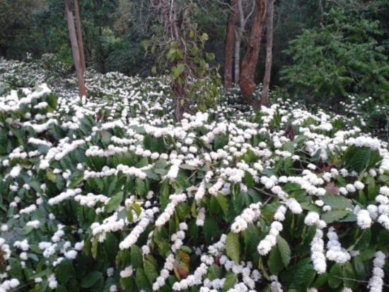 New Organic Home Stay Mudigere Ngoại thất bức ảnh