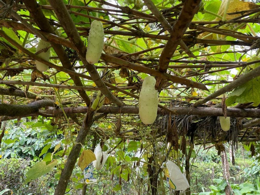 New Organic Home Stay Mudigere Ngoại thất bức ảnh
