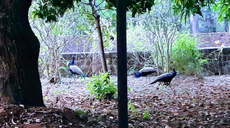 New Organic Home Stay Mudigere Ngoại thất bức ảnh